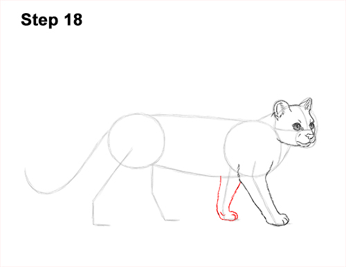 How to Draw a Margay Wild Cat 18