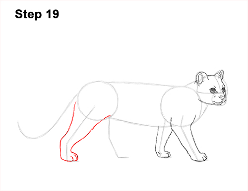 How to Draw a Margay Wild Cat 19
