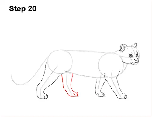 How to Draw a Margay Wild Cat 20