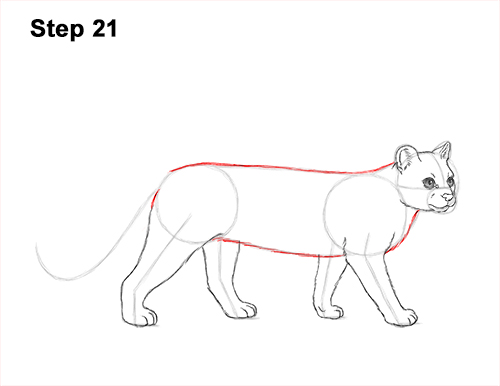 How to Draw a Margay Wild Cat 21