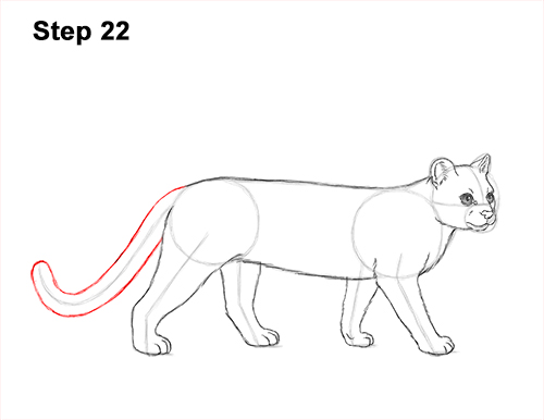 How to Draw a Margay Wild Cat 22