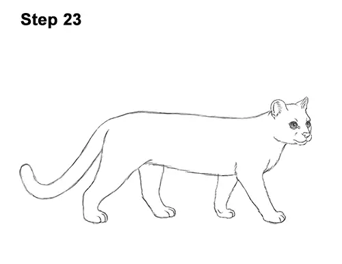 How to Draw a Margay Wild Cat 23