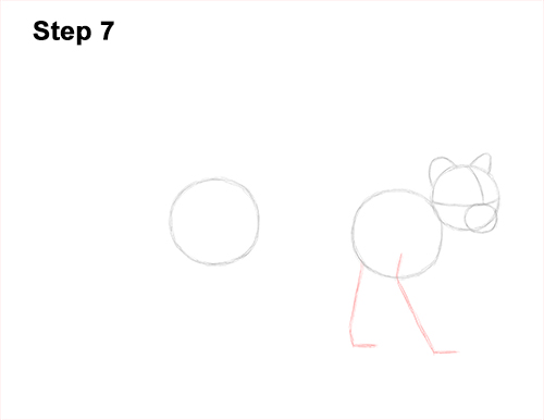 How to Draw a Margay Wild Cat 7
