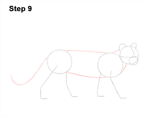 How to Draw a Margay Wild Cat 9
