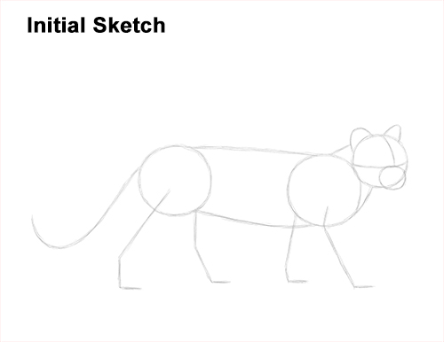 How to Draw a Margay Wild Cat Guide Lines