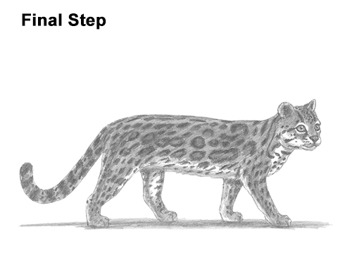 How to Draw a Margay Wild Cat