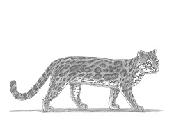 How to Draw a Margay Wild Cat