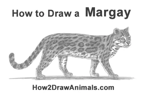 How to Draw a Margay Wild Cat