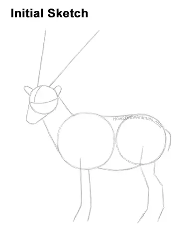 How to Draw a Bukharan Markhor Male Side View Guides Lines