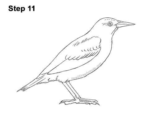 How to Draw a Western Meadowlark Bird Color 11