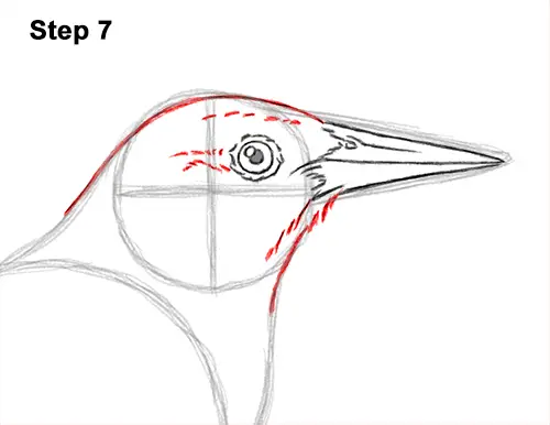 How to Draw a Western Meadowlark Bird Color 7