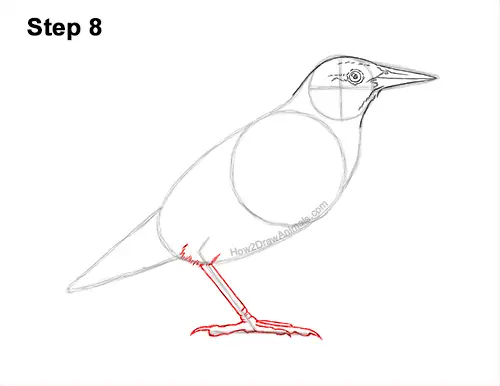 How to Draw a Western Meadowlark Bird Color 8