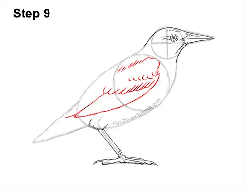 How to Draw a Western Meadowlark Bird Color 9