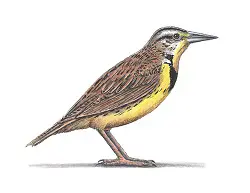How to Draw a Western Meadowlark Bird Color Side View