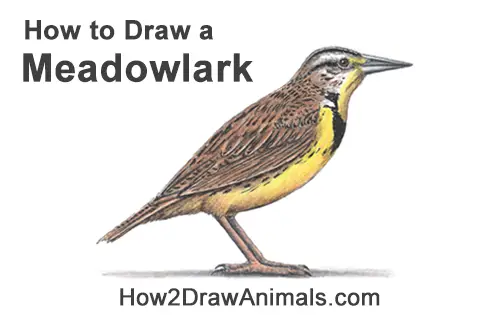 How to Draw a Western Meadowlark Bird Color