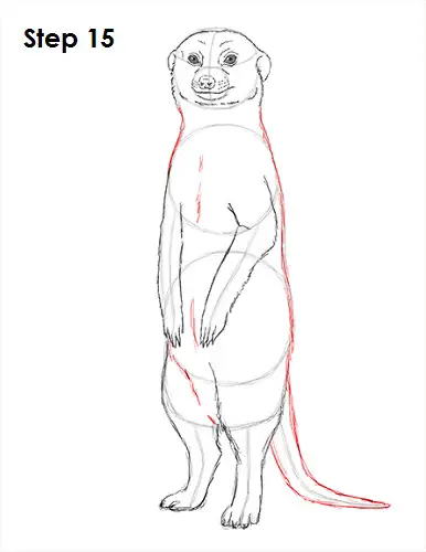 How to Draw a Meerkat