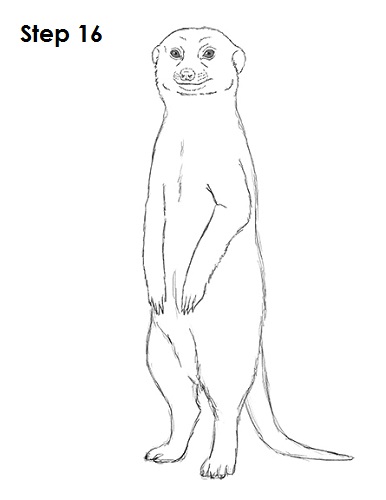 Draw Meerkat 16