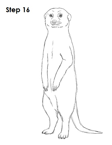 How To Draw A Meerkat Step By Step