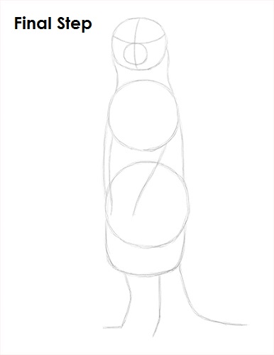 Draw Meerkat Sketch