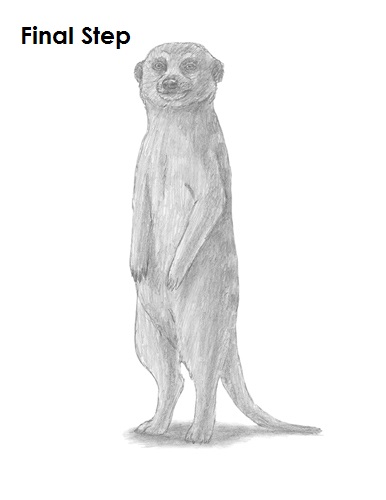 Draw Meerkat Last