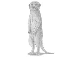 How to Draw a Meerkat