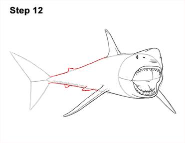 how to draw a megalodon shark step by step