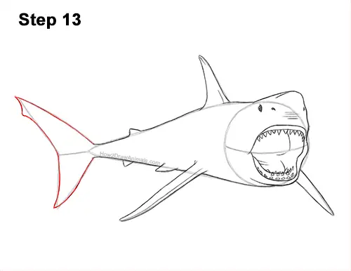 How to Draw a Megalodon Shark Open Mouth 13