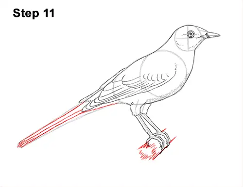 How to Draw a Northern Mockingbird Bird on Branch Side View 11