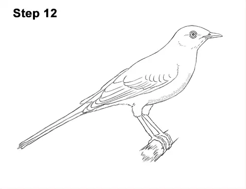 How to Draw a Northern Mockingbird Bird on Branch Side View 12