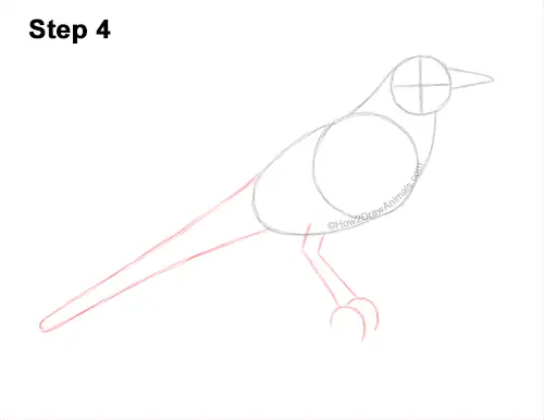 How to Draw a Northern Mockingbird Bird on Branch Side View 4