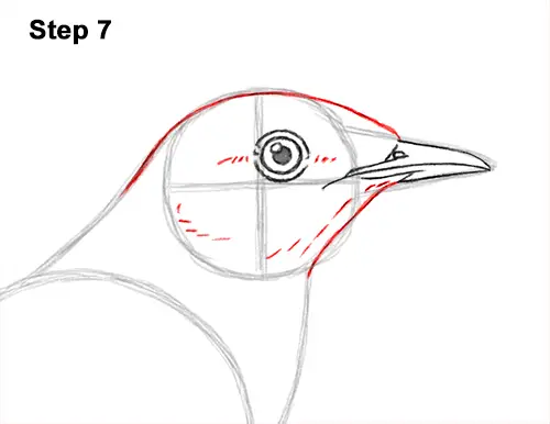 How to Draw a Northern Meadowlark Bird on Branch Side View 7