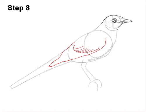 How to Draw a Northern Mockingbird Bird on Branch Side View 8
