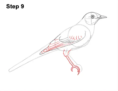 How to Draw a Northern Mockingbird Bird on Branch Side View 9