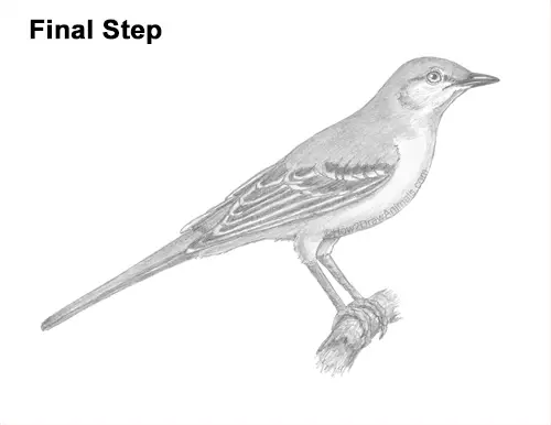How to Draw a Northern Mockingbird Bird on Branch Side View