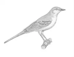 How to Draw Northern Mockingbird Bird