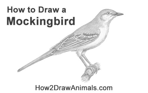 How to Draw a Northern Mockingbird Bird on Branch Side View