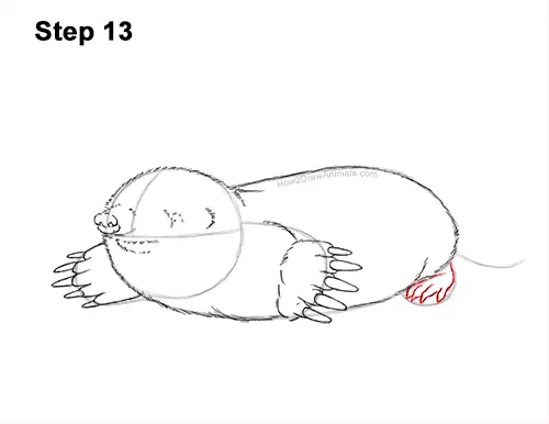 How to Draw a Common European Mole Side 13