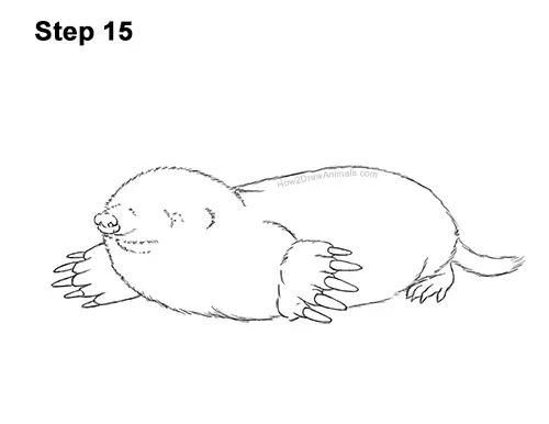 How to Draw a Common European Mole Side 15