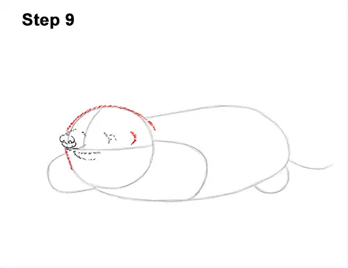 How to Draw a Common European Mole Side 9