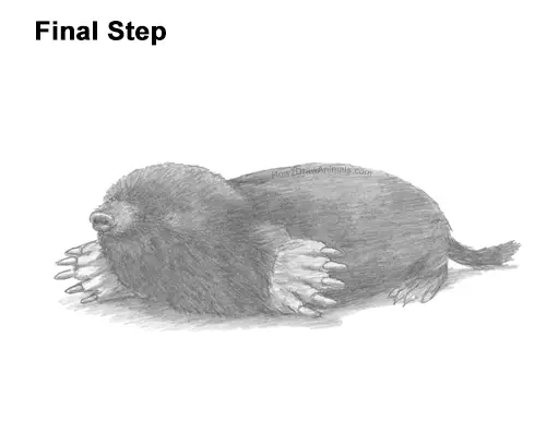 How to Draw a Common European Mole Side
