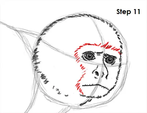 Draw Capuchin Monkey 11