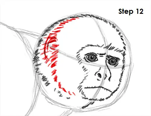 Draw Capuchin Monkey 12