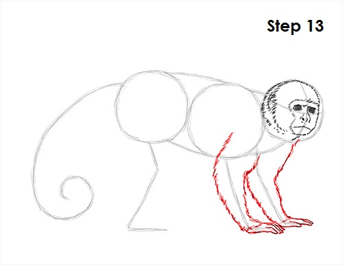 Draw Capuchin Monkey 13