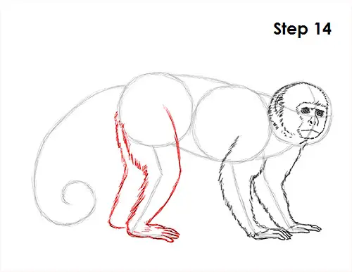 Draw Capuchin Monkey 14
