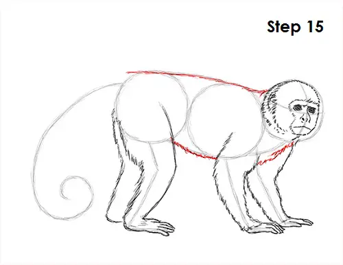 Draw Capuchin Monkey 15
