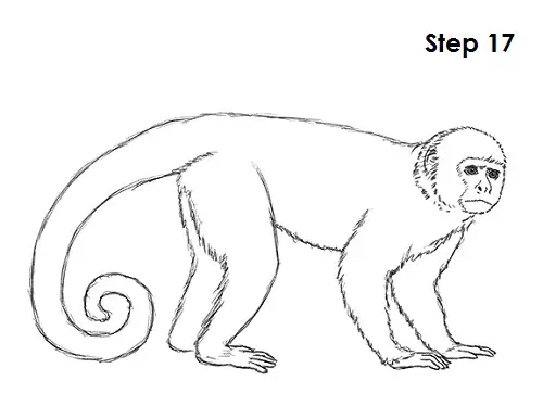 Draw Capuchin Monkey 17