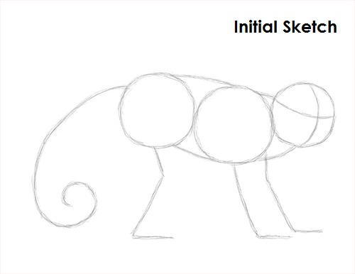 Draw Capuchin Monkey Sketch