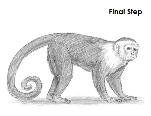 Draw Capuchin Monkey Final