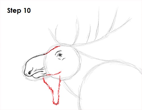 Draw Moose 10