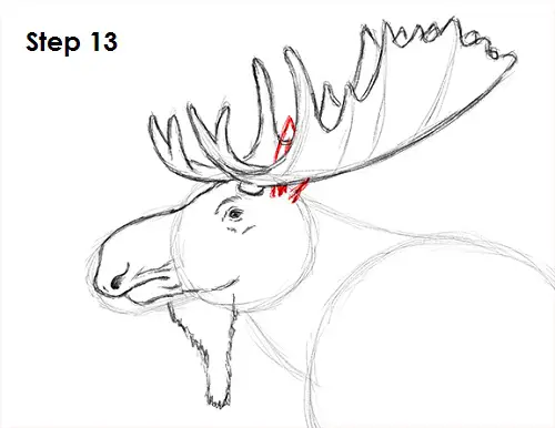 Draw Moose 13